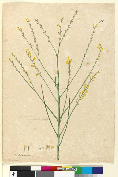 Page 74. Viminaria denudata by John William Lewin